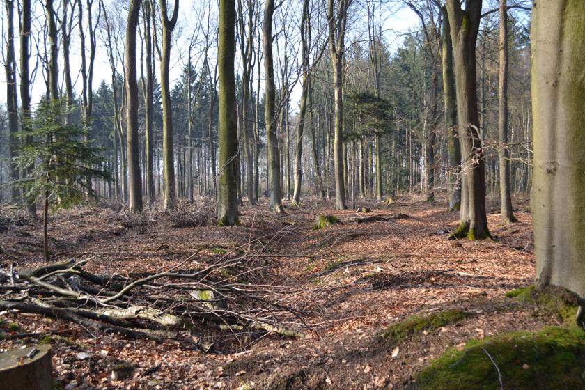 February 2015 incl trip to Holland 065